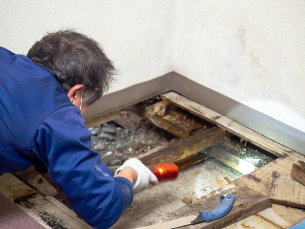Reliable Madison, IL Mold Remediation Solutions