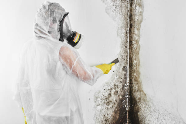 Best HVAC Mold Remediation in Madison, IL