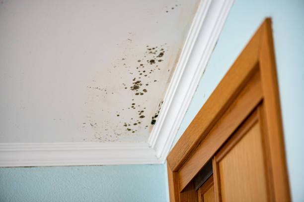 Best Emergency Mold Remediation in Madison, IL