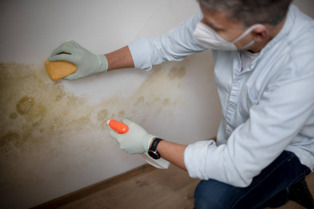 Best Post-Flood Mold Remediation in Madison, IL