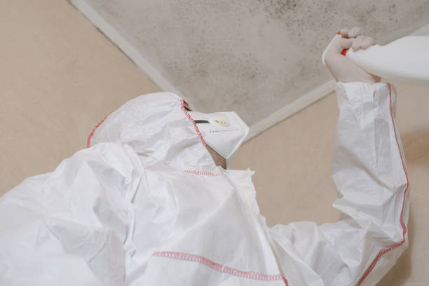 Best Residential Mold Remediation in Madison, IL