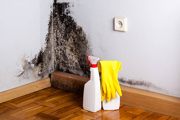Best Crawl Space Mold Remediation in Madison, IL