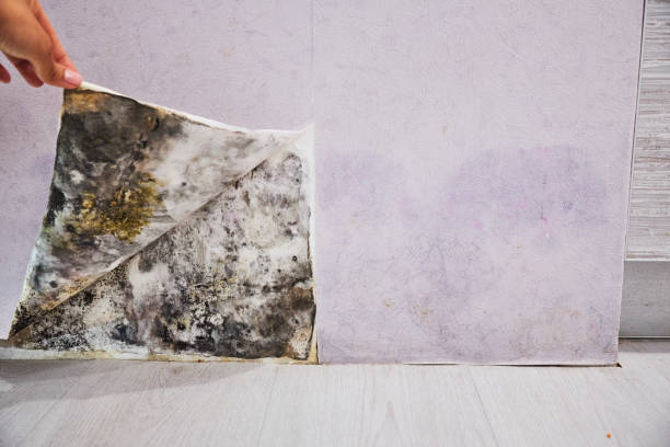 Best DIY Mold Remediation Support Services in Madison, IL